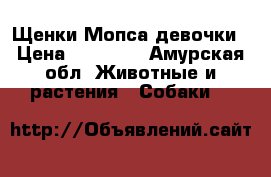 Щенки Мопса девочки › Цена ­ 20 000 - Амурская обл. Животные и растения » Собаки   